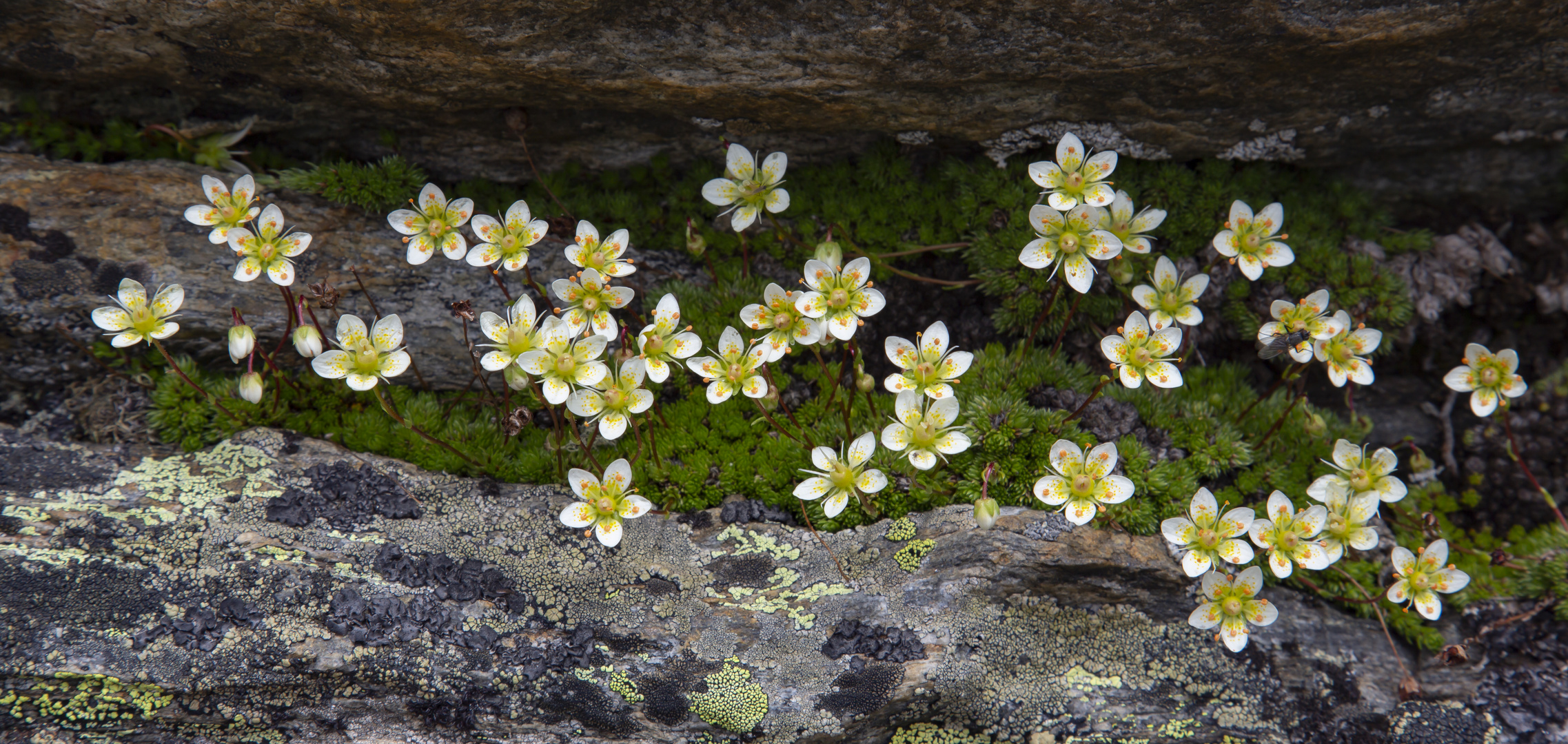 Blüten in 3.000 Meter Höhe