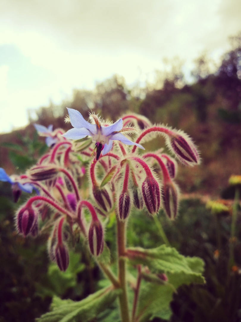 Blüten in Abenddämmerung