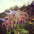 Blüten in Abenddämmerung