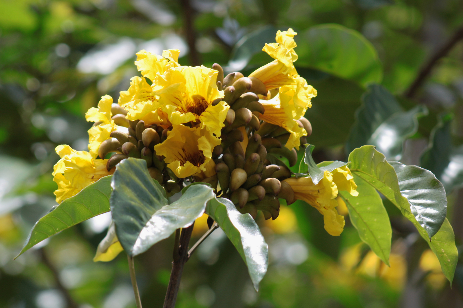 Blüten in Afrika