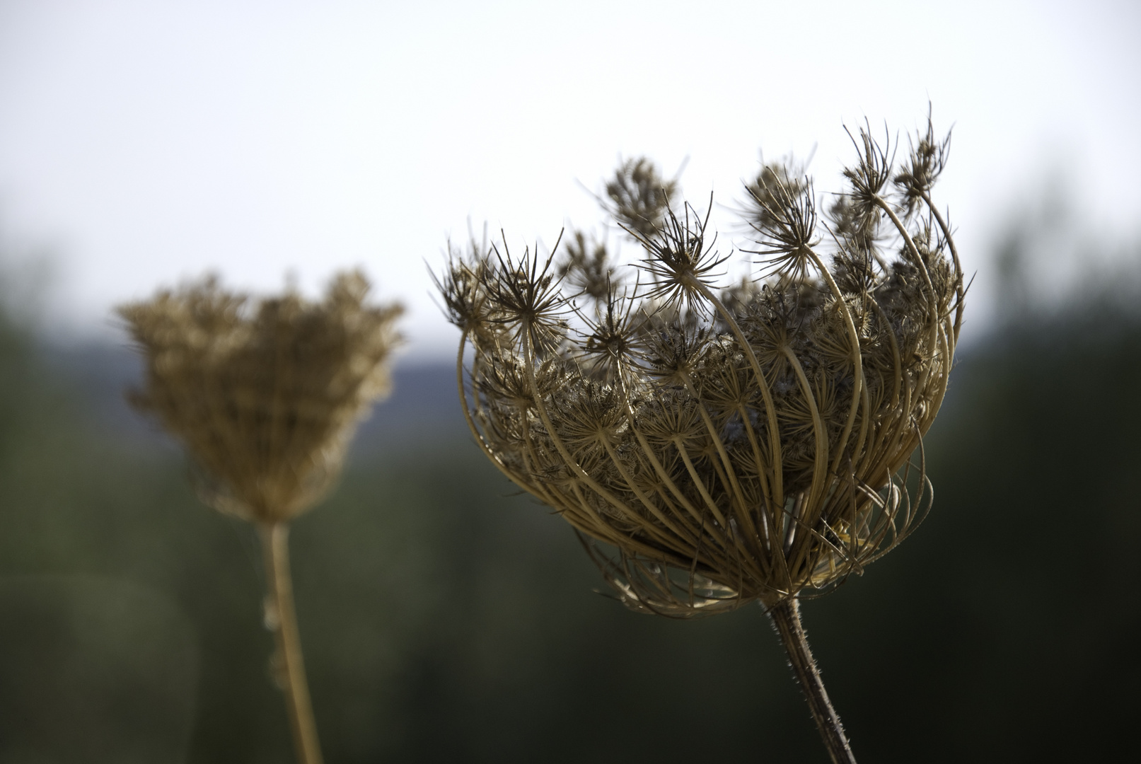 Blüten in allen Facetten