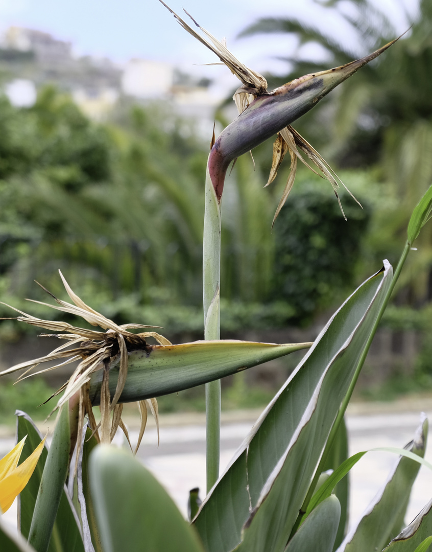 Blüten in allen Facetten