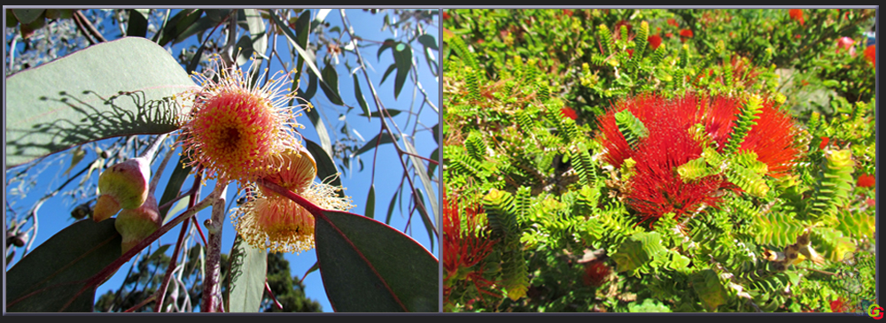 Blüten in Australien 