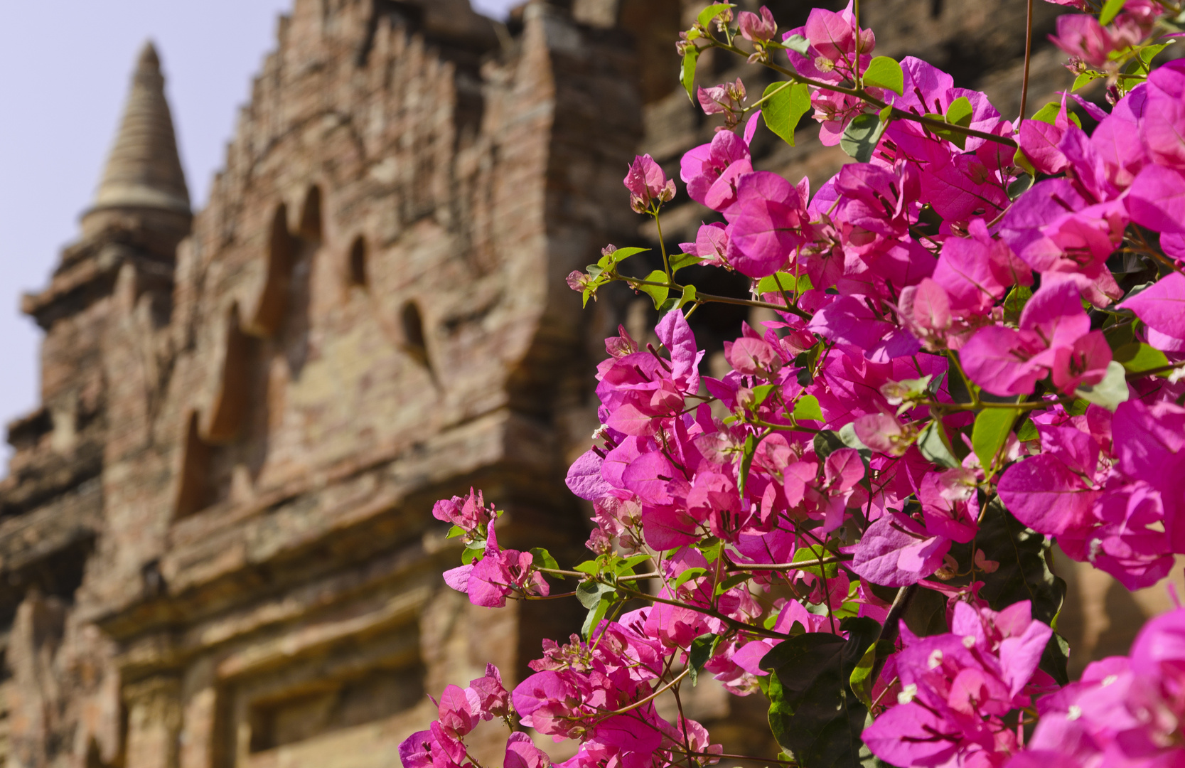 Blüten in Bagan