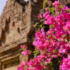 Blüten in Bagan