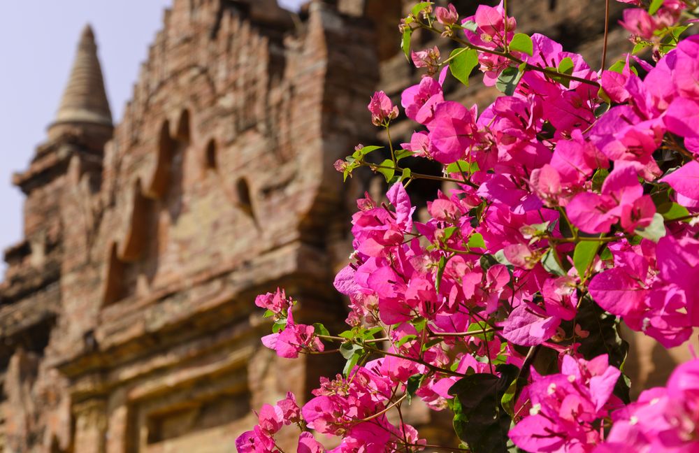 Blüten in Bagan von Kyaw Khaing 