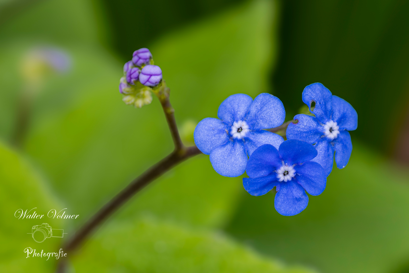 Blüten in Blau