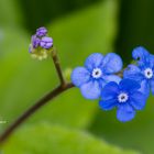 Blüten in Blau