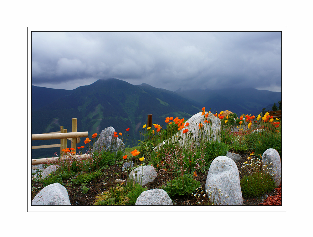 Blüten in den Bergen