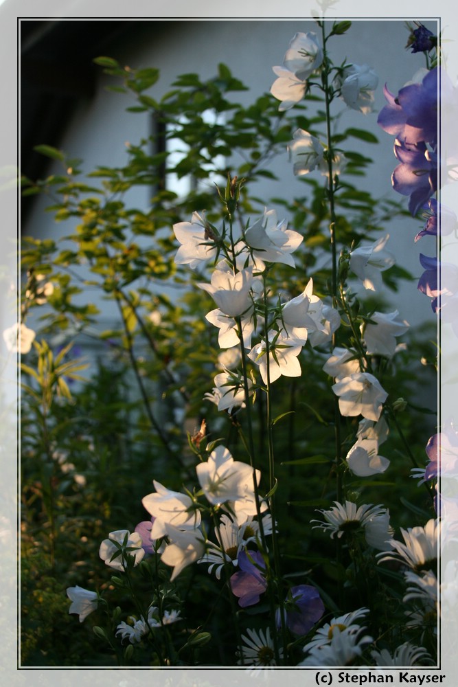 Blüten in der Abendsonne