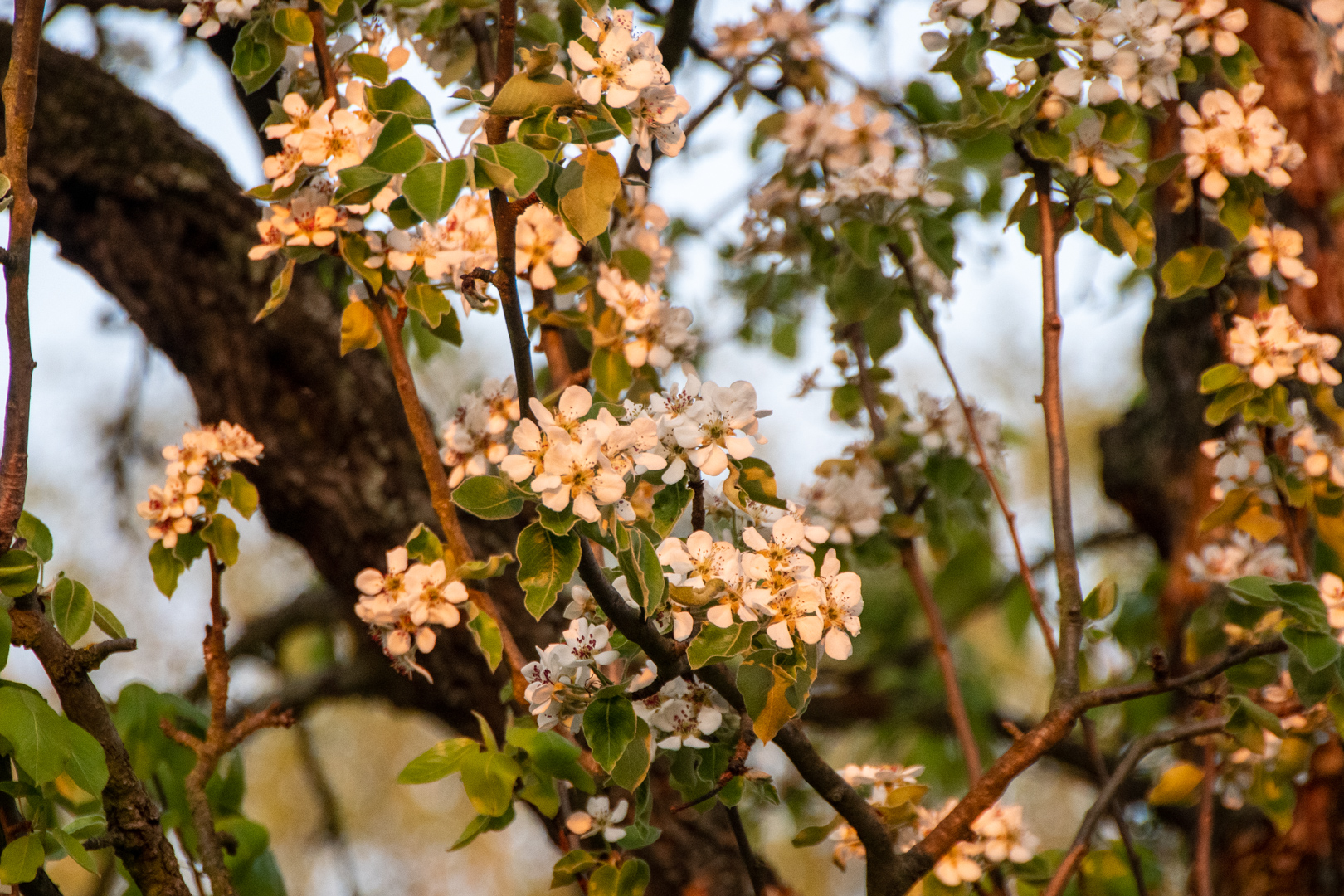 Blüten in der Abendsonne