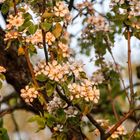 Blüten in der Abendsonne