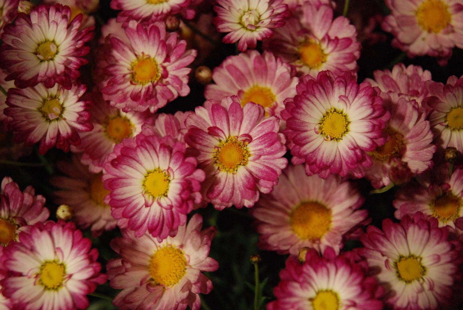 Blüten in der Beelitzer Kirche. 