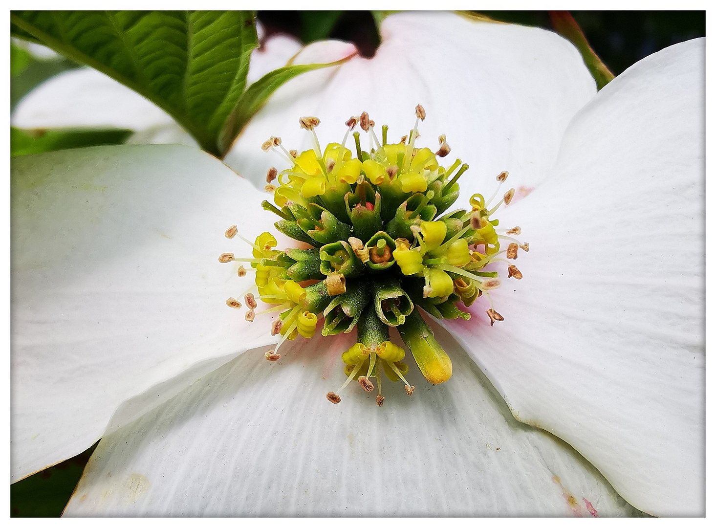 Blüten in der Blüte 