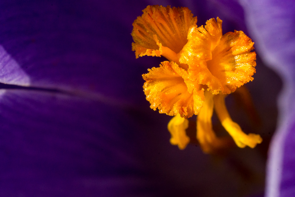 Blüten in der Blüte