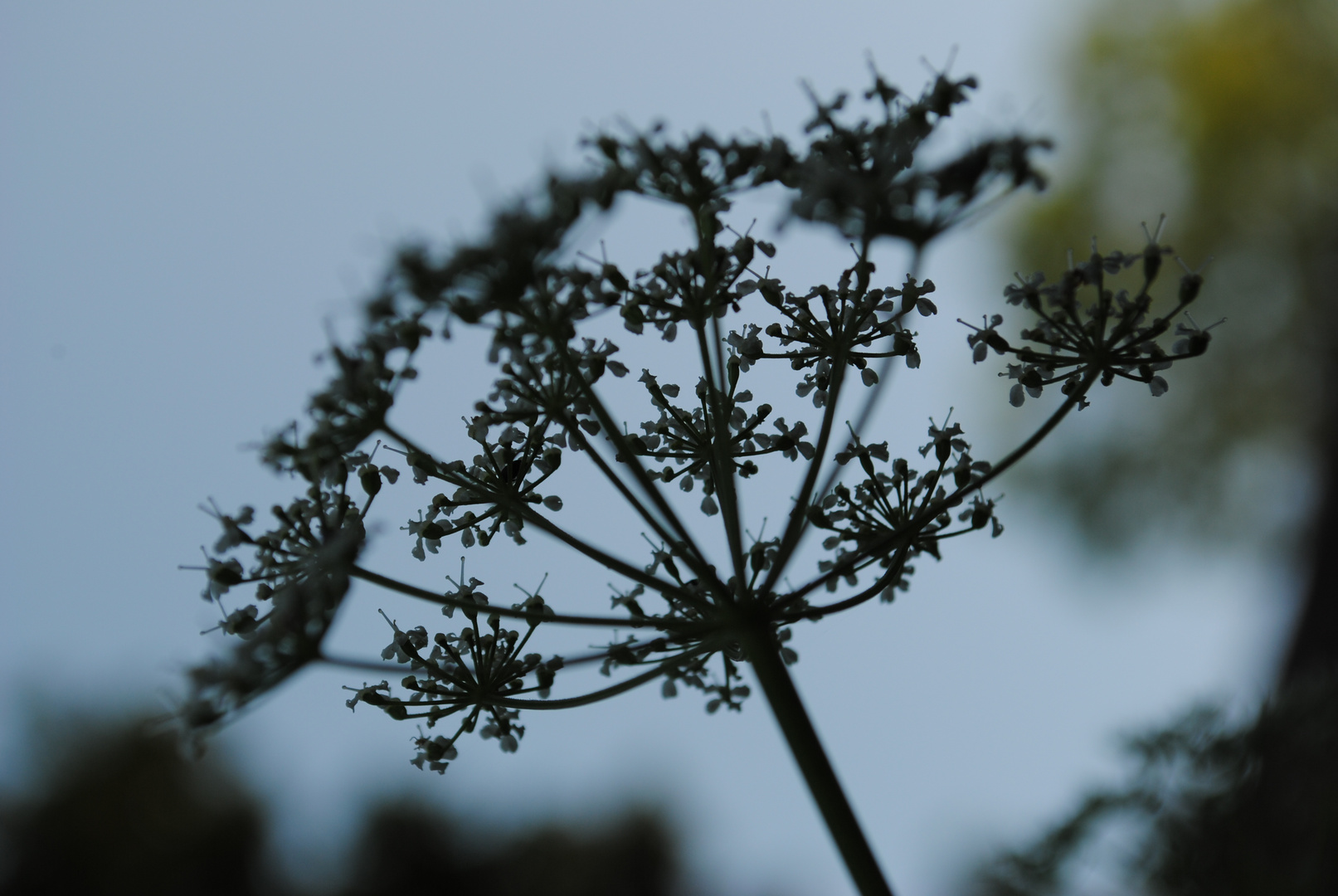 Blüten in der Dämmerung