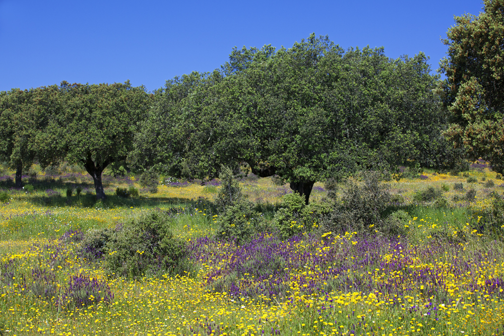 Blüten in der Dehesa (Extremadura)