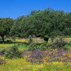 Blüten in der Dehesa (Extremadura)