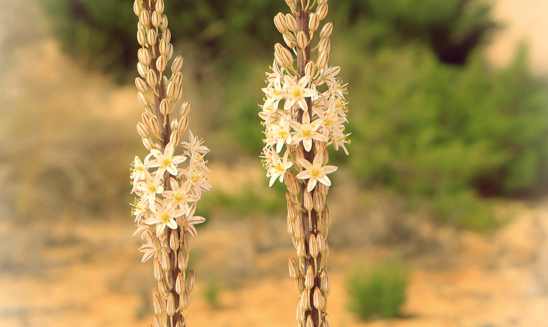 Blüten in der Dünenlandschaft