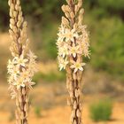 Blüten in der Dünenlandschaft