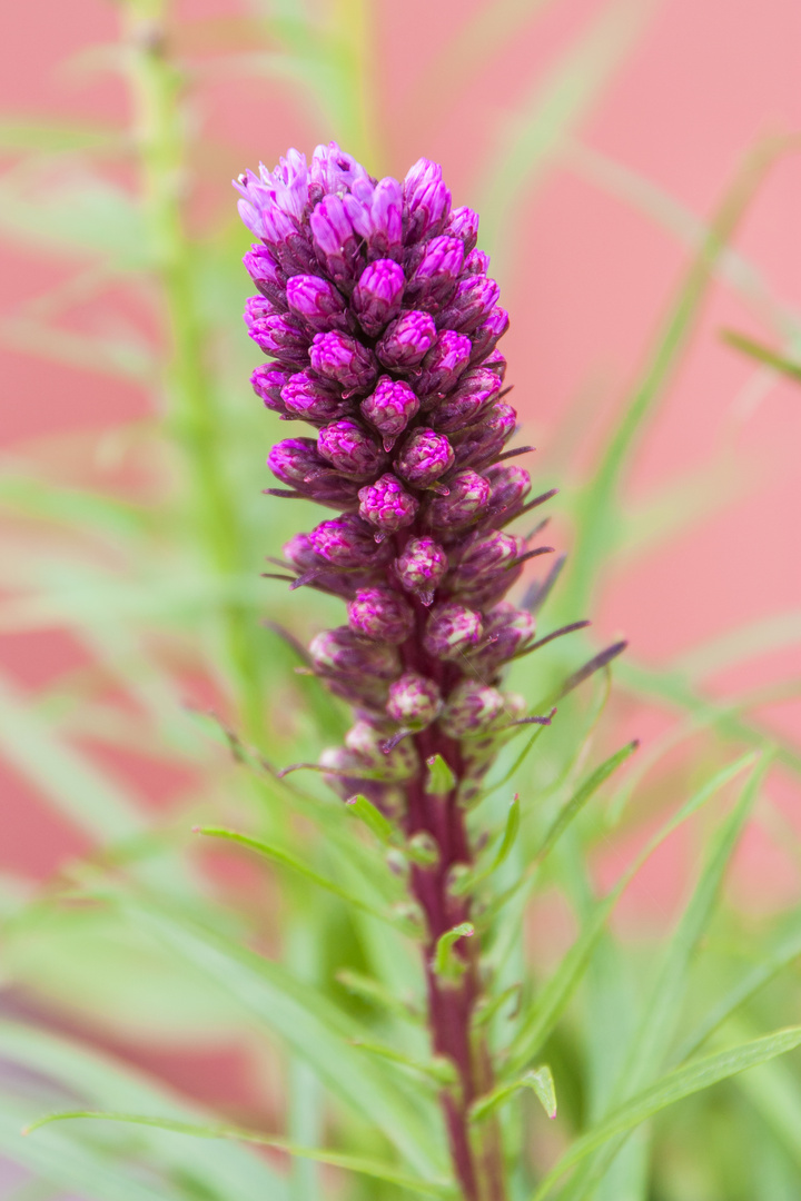 Blüten in der Gärtnerei