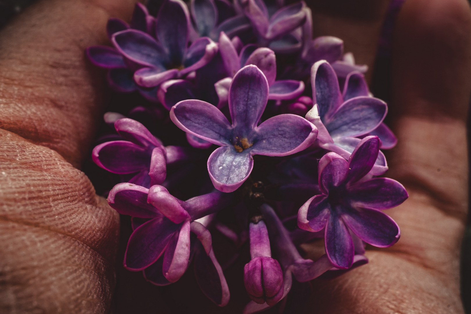 — Blüten in der Hand —