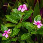 Blüten in der Hotelanlage