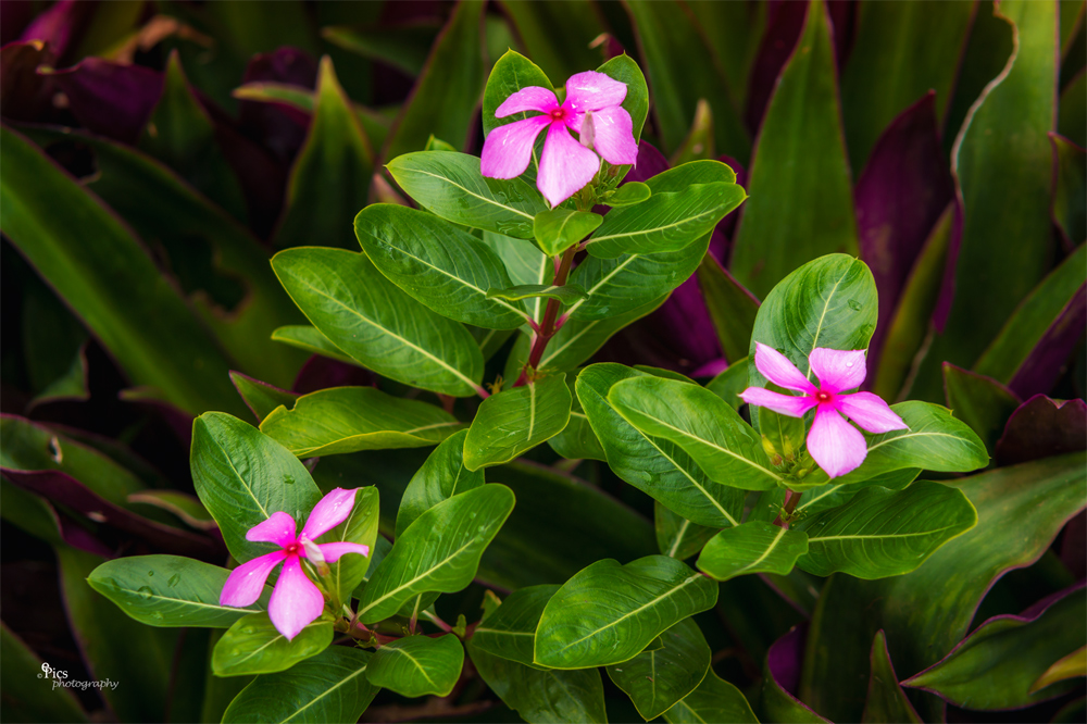 Blüten in der Hotelanlage