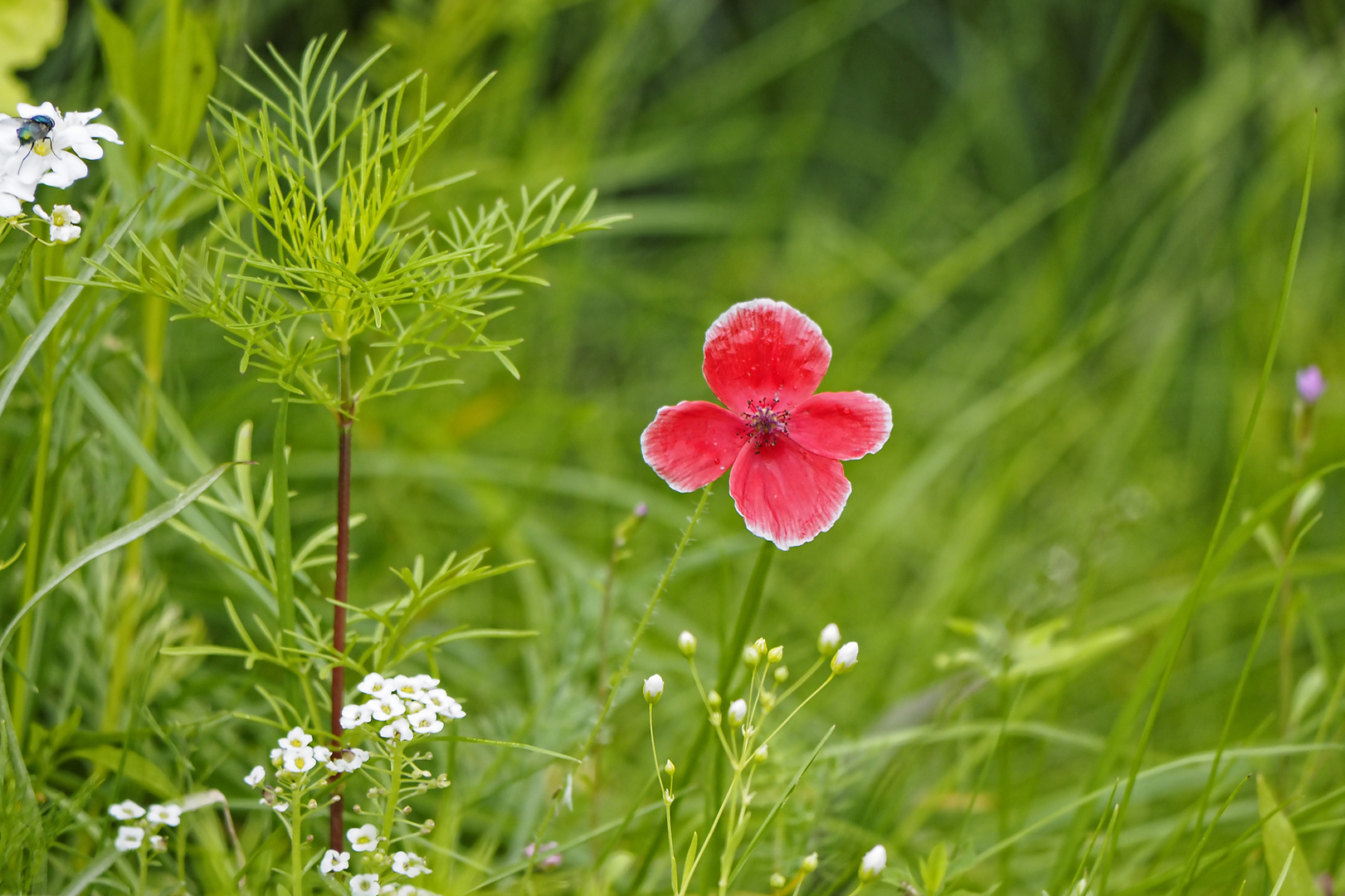 Blüten in der Insektenwiese