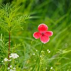 Blüten in der Insektenwiese