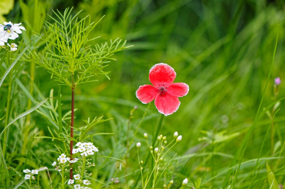 Blüten in der Insektenwiese