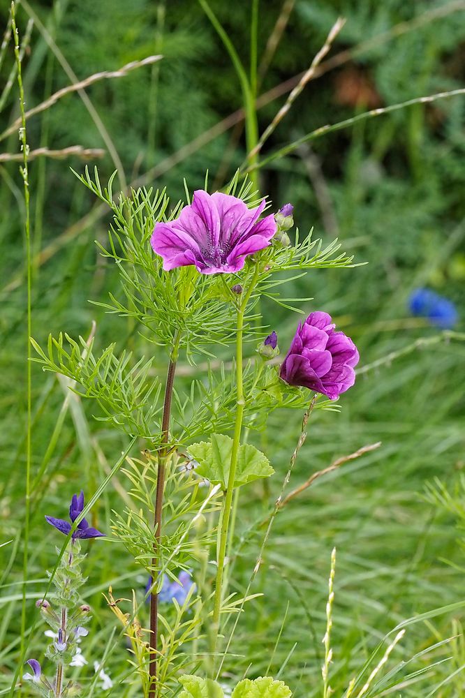 Blüten in der Insektenwiese: Wilde Malve (Malva sylvestris)