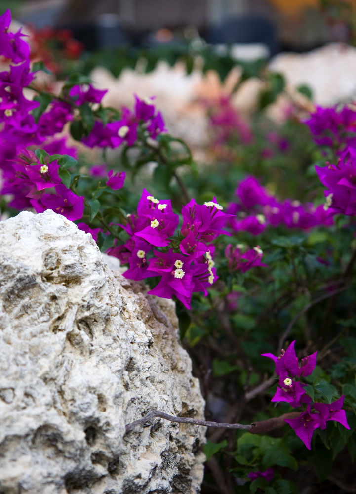 Blüten in der Karibik