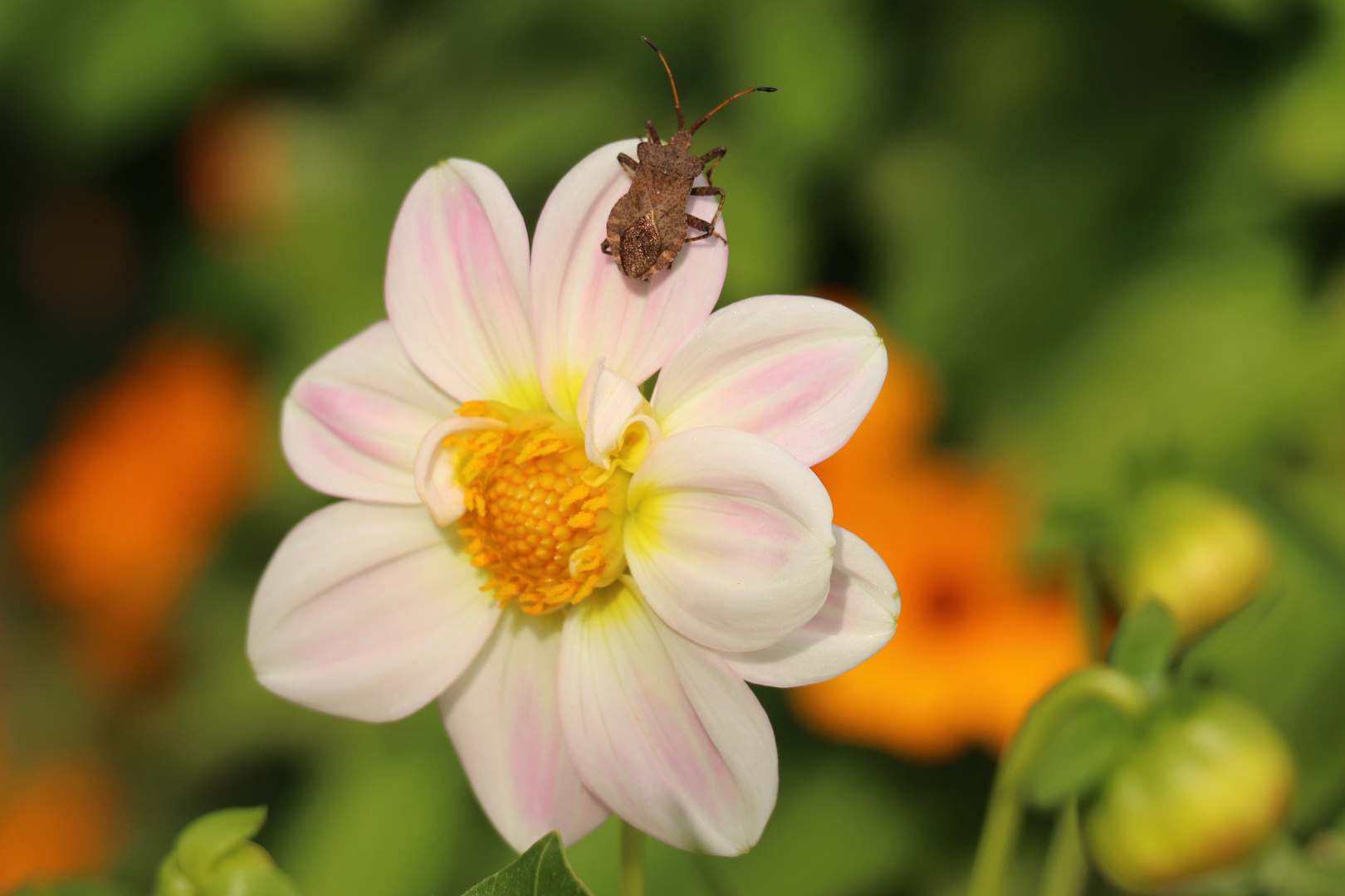 Blüten in der Nachmittagssonne