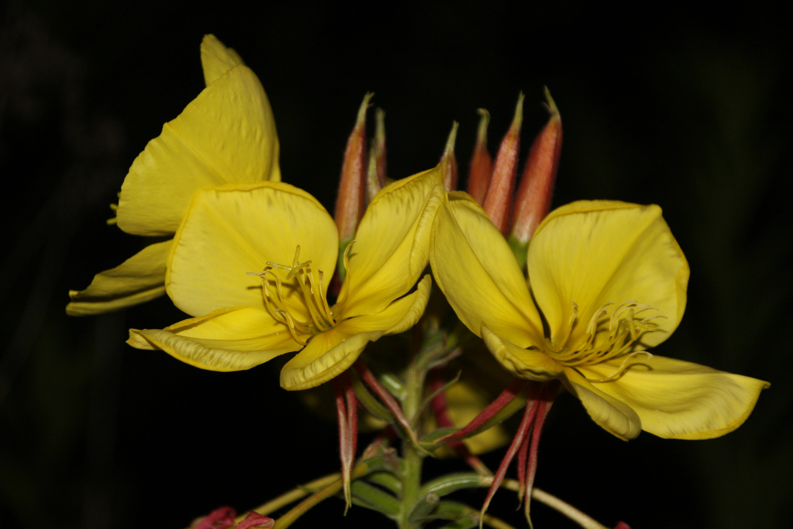 Blüten in der Nacht