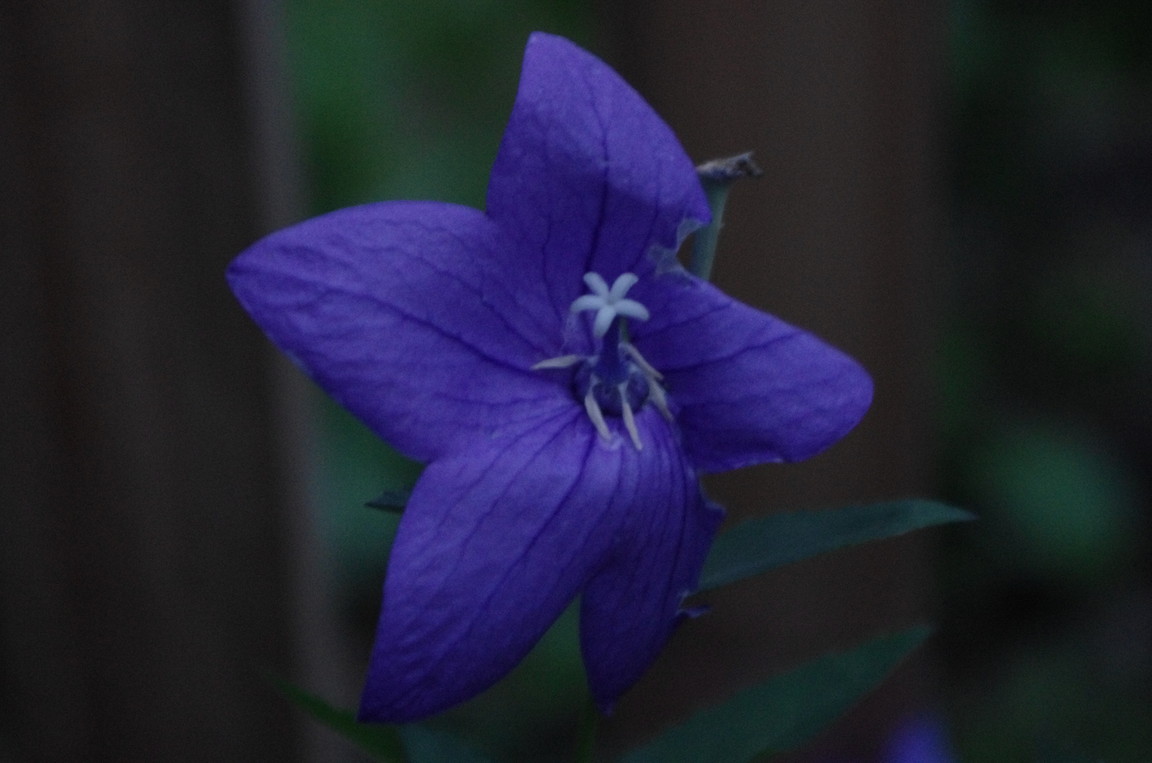 Blüten in der Nacht