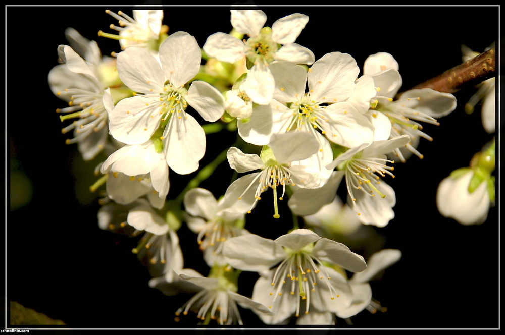 Blüten in der Nacht