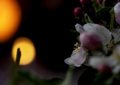 Blüten in der Nacht