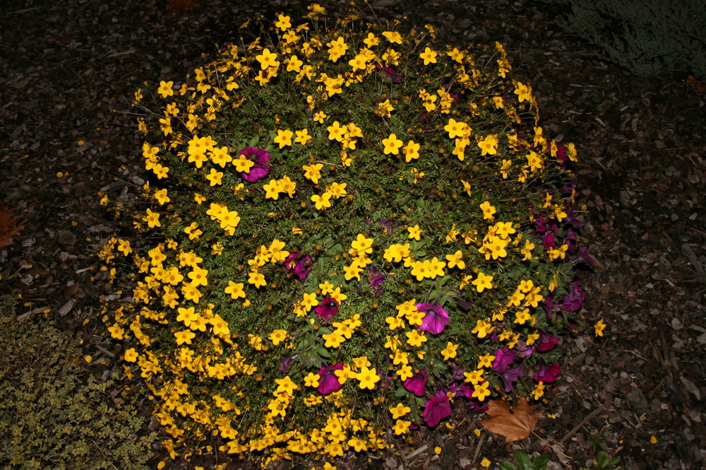 Blüten in der Nacht