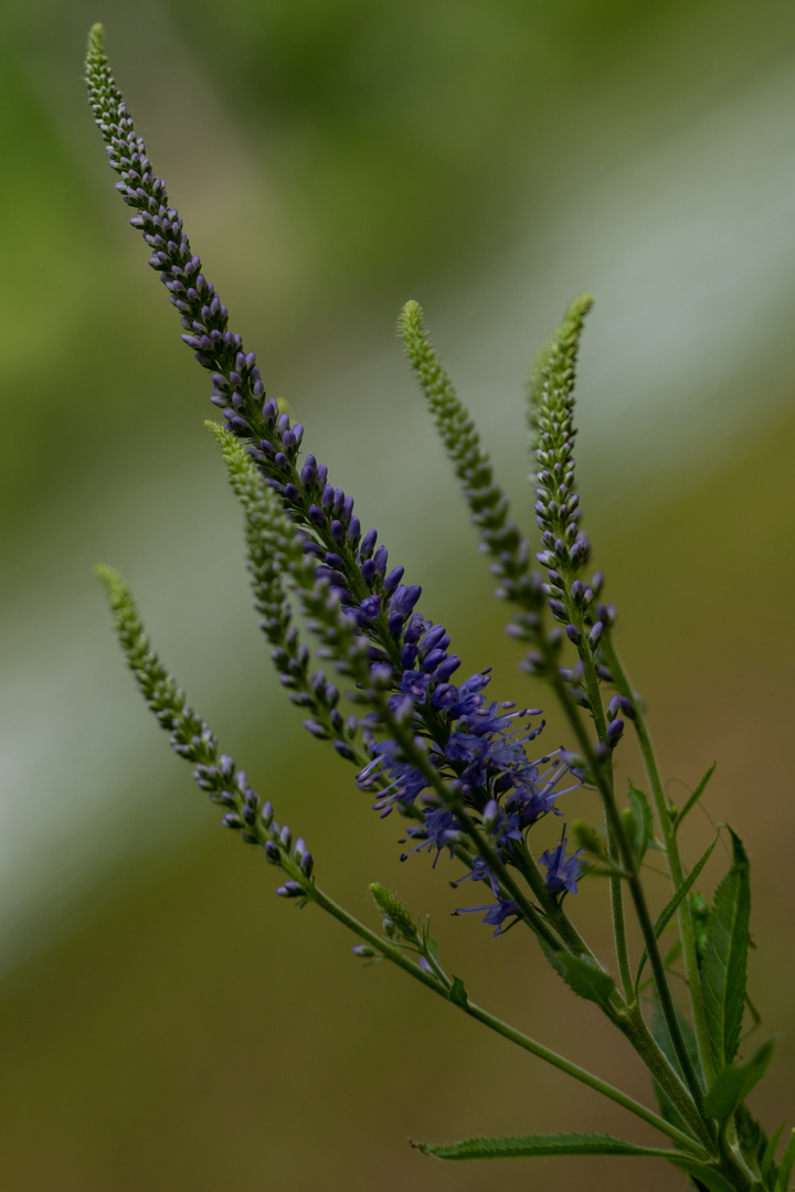 Blüten in der Nähe der Havel