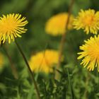 Blüten in der Sonne