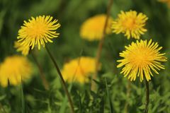 Blüten in der Sonne