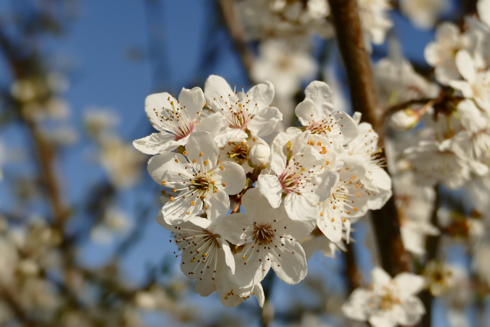 Blüten in der Sonne