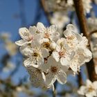 Blüten in der Sonne