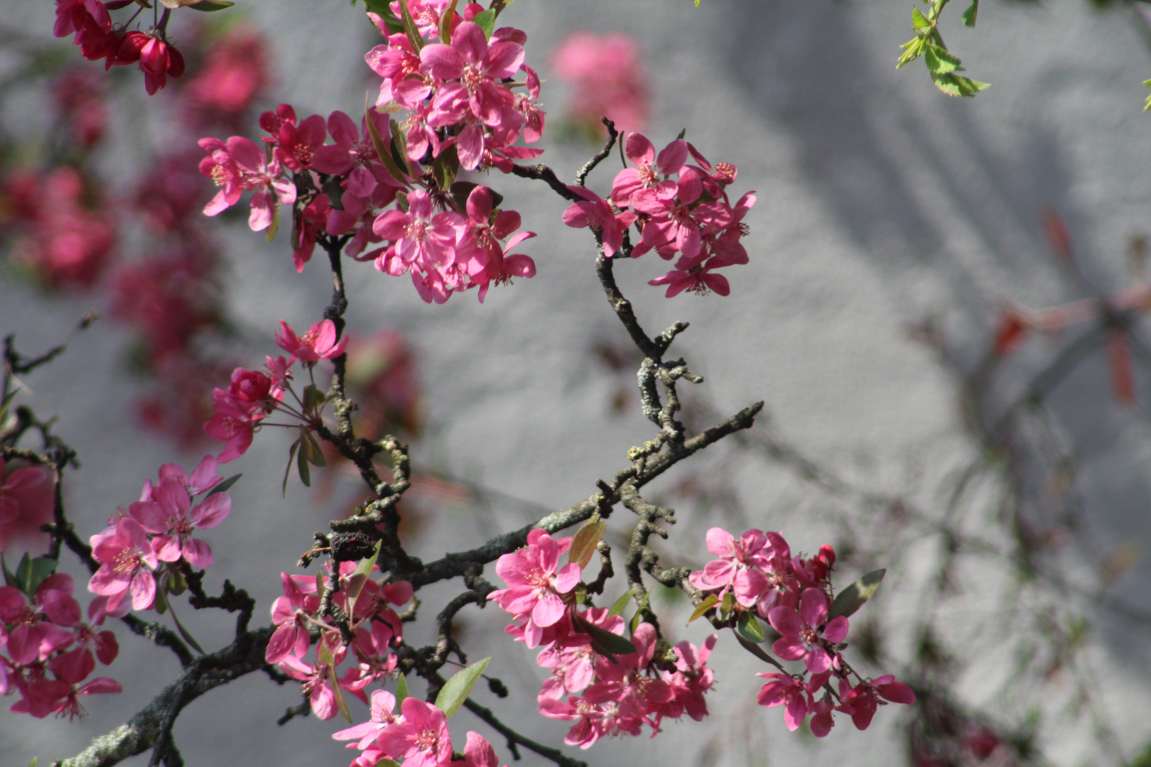 Blüten in der Sonne