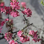 Blüten in der Sonne