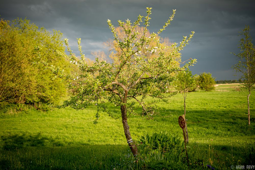 Blüten in der Sonne 