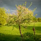 Blüten in der Sonne 