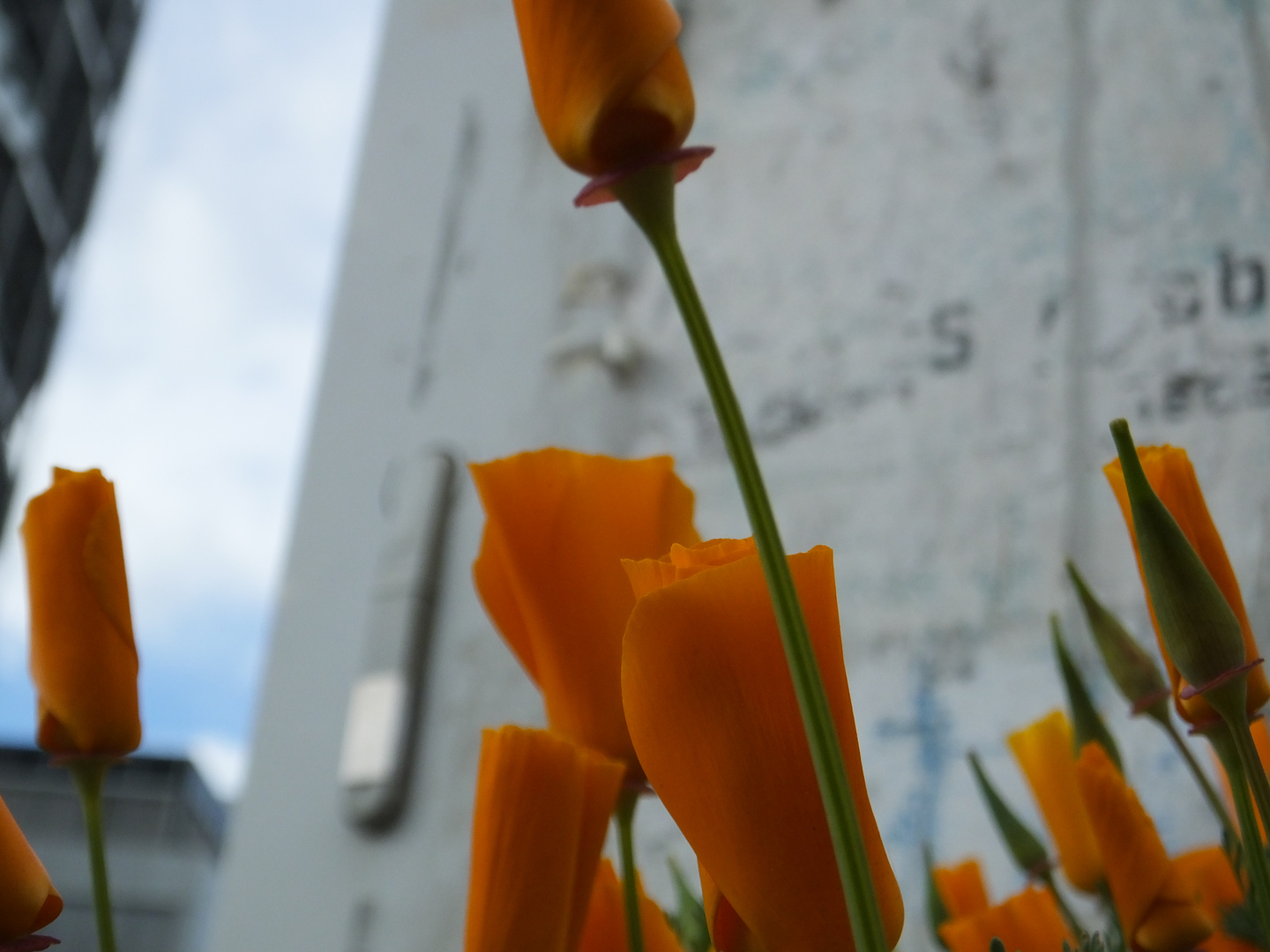 blüten in der stadt