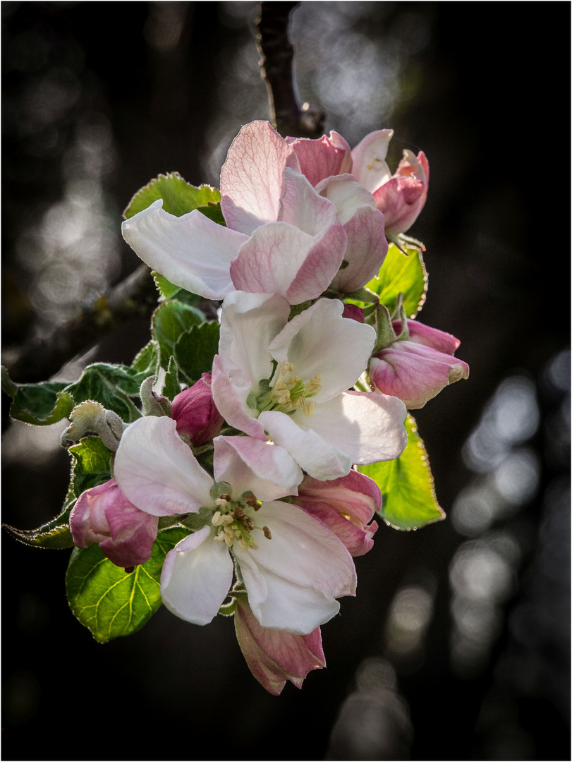 Blüten in der Streuobstwiese